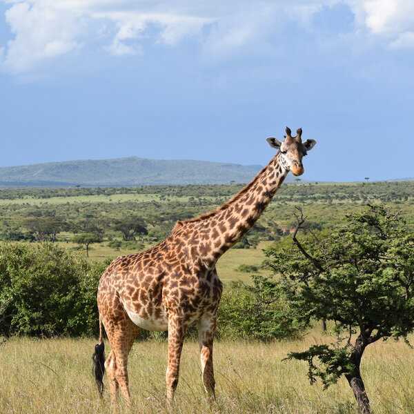 Maasai Giraffe