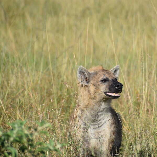 Spotted Hyena