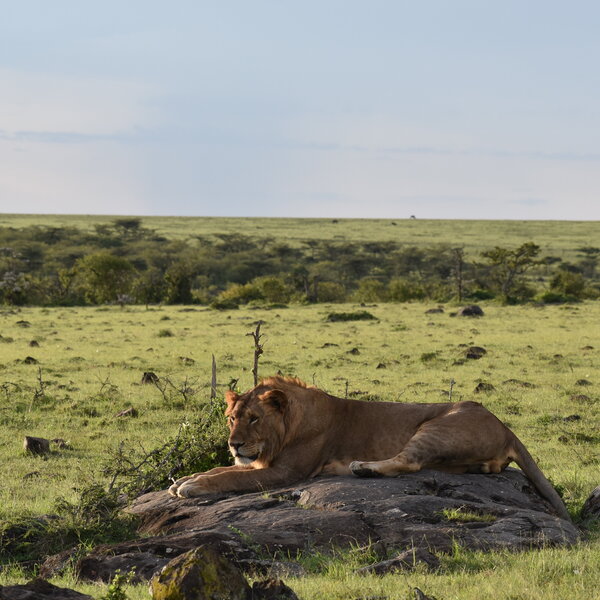 Lion