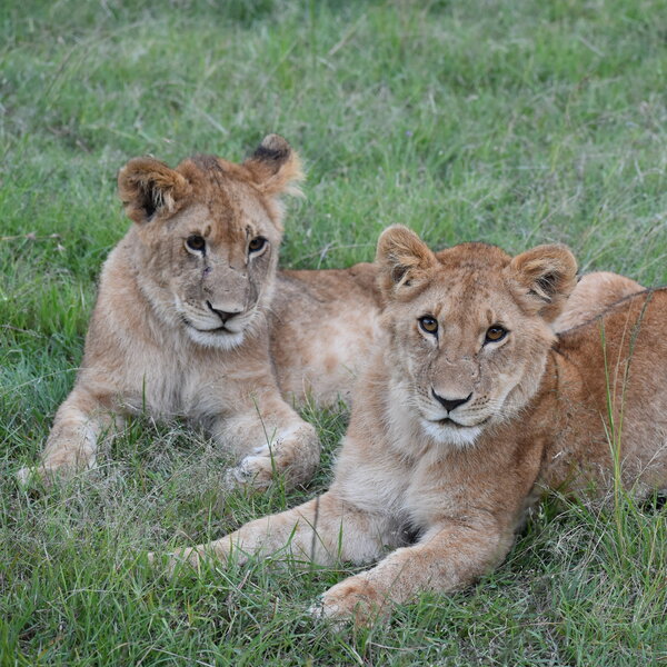 Mara Nyika