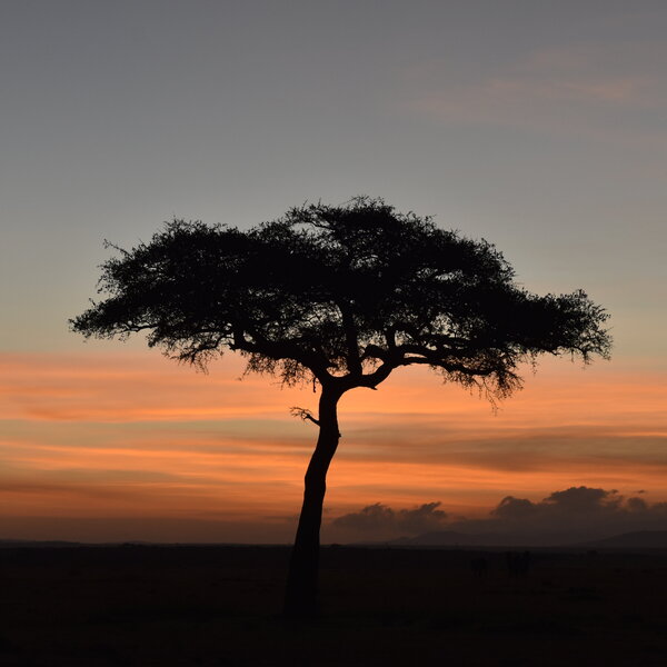 Mara Nyika