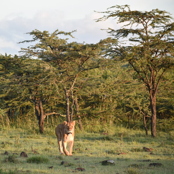 Mara Nyika