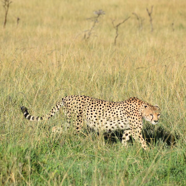 Mara Nyika