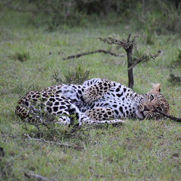 Leopard
