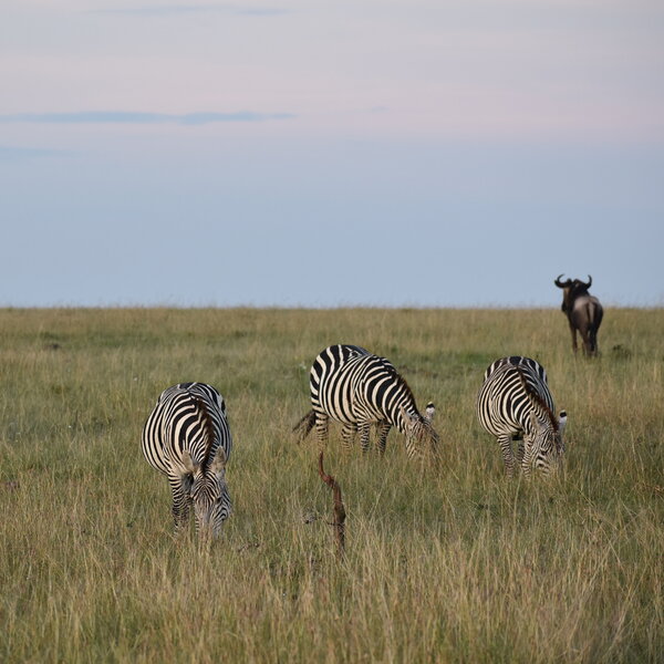 Zebra & Wildebeest