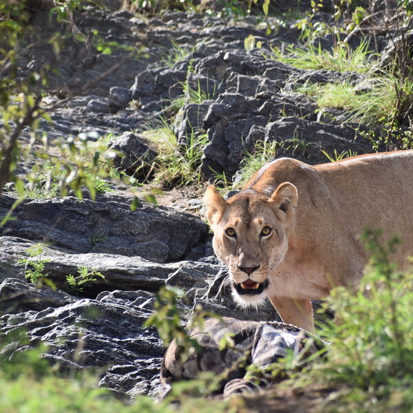Lioness & Kill