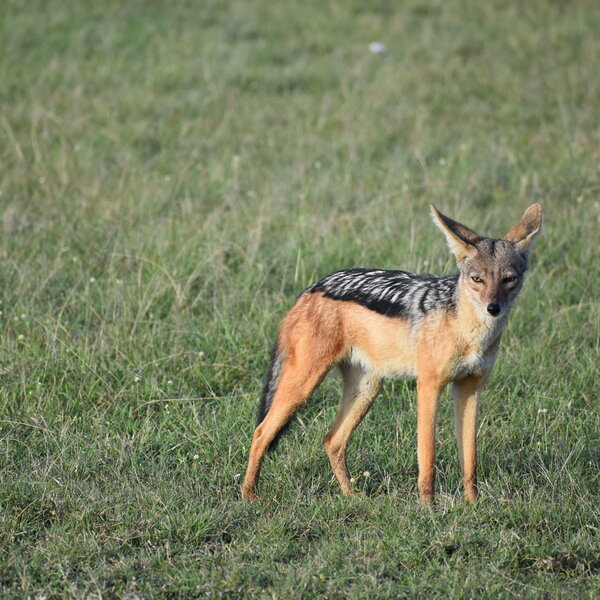 Jackal