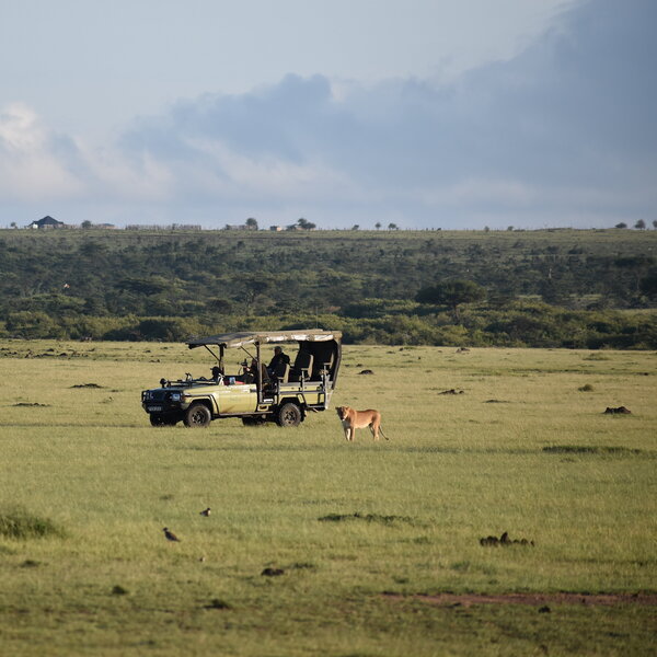Asilia Vehicle & Lion