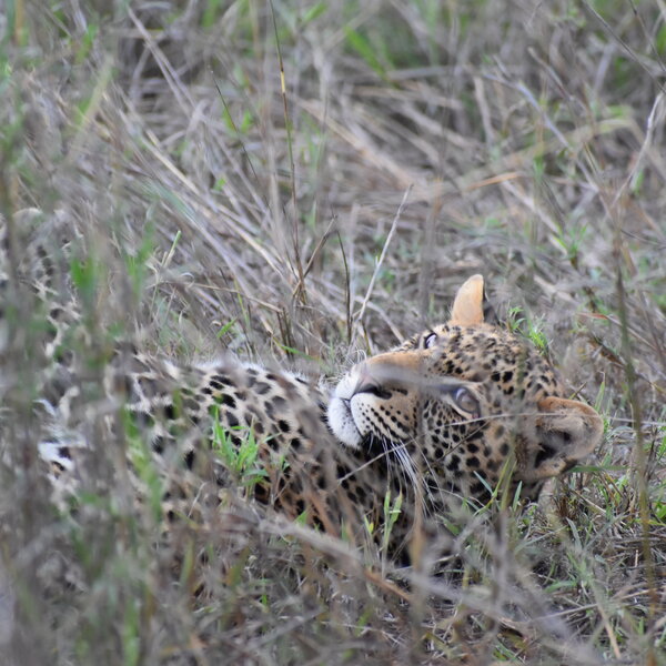 Laikipia Wilderness