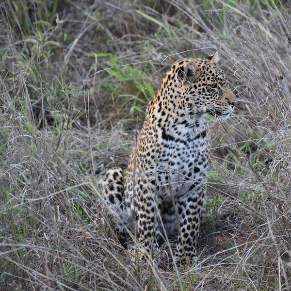 Laikipia Wilderness