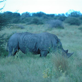 No rhino unfortunately, but they are there - although you'll be very lucky to find them