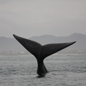 ...scanning Walker Bay for whales...
