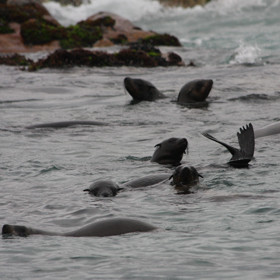 ...and seals...