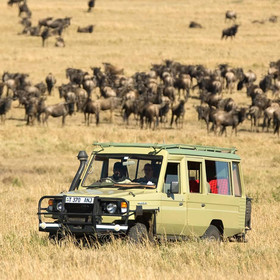 Visit during the migration, and your game drives…