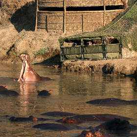 ... or the hippo hide.