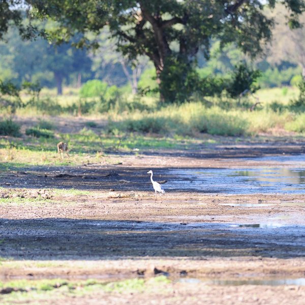 Stretch Ferreira Safaris Camp