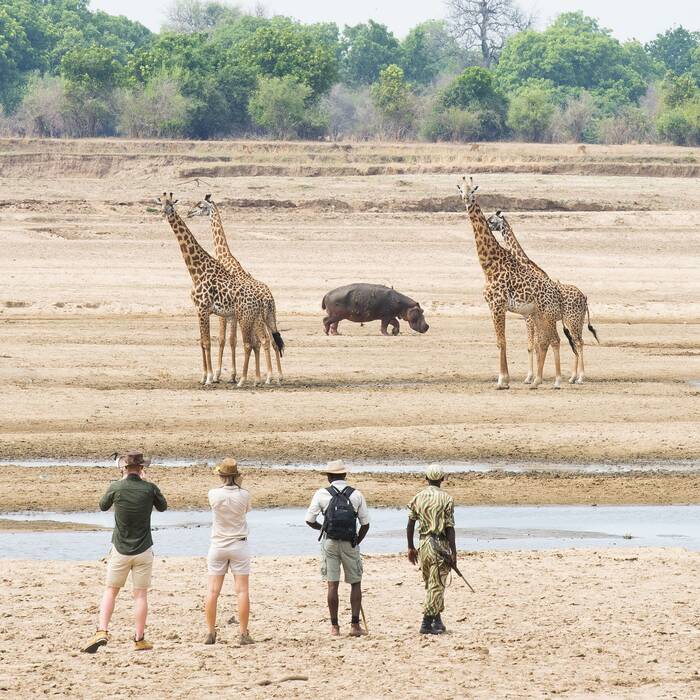 Walking safaris