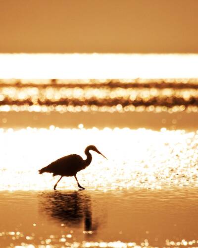 Birdwatching in Mozambique