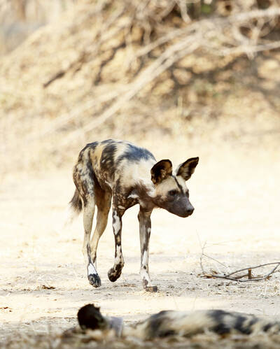 Wildlife safaris in Zimbabwe