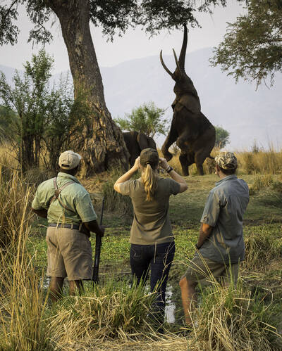 Walking safaris in Zimbabwe
