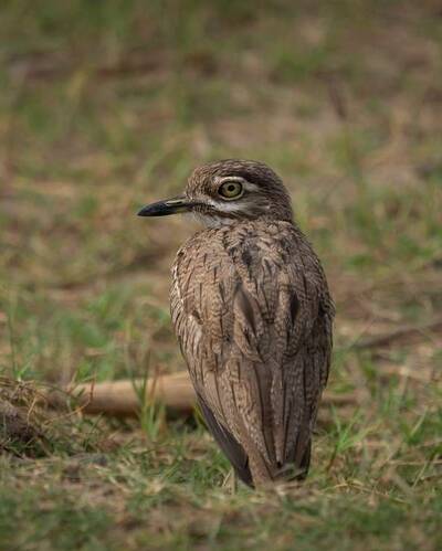 Birdwatching in Rwanda