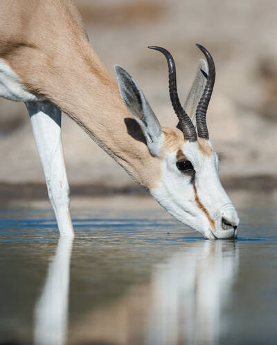 Wildlife safaris in Namibia