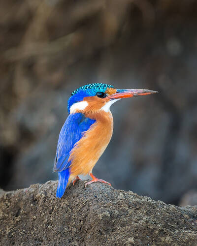 Birdwatching in Zambia
