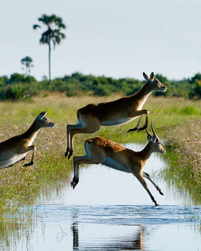 Wildlife safaris in Botswana