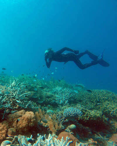 Diving & snorkelling in Tanzania