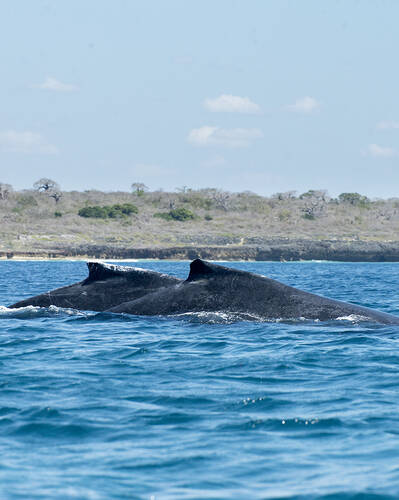 Wildlife safaris in Mozambique