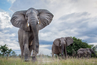 Two elephants look at the camera