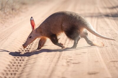 An aardvark crossing a dirt road