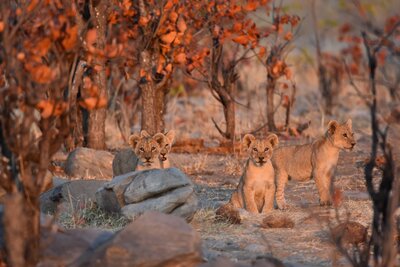 Lion cubs looking at the camera