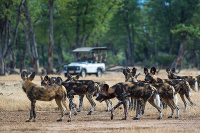 Wild dogs at Ruckomechi Camp, Zimbabwe