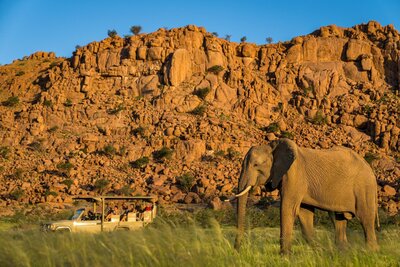 A desert-adapted elephant in Namibia.