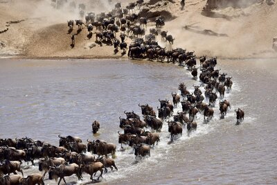 Wildebeest migration