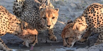 Three cheetahs drinking at a puddle in Botswana.