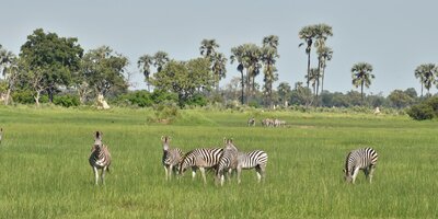 Zebras grazing in the green season in Botswana