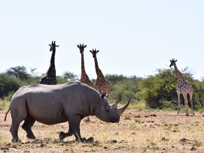 A rhino passing by giraffes in Namibia